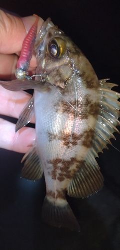 釣果