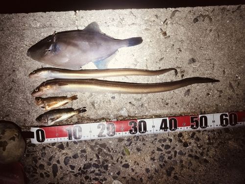 アナゴの釣果