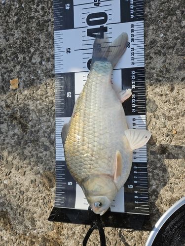 ヘラブナの釣果