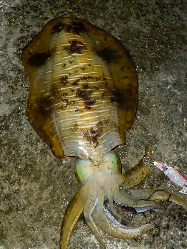 アオリイカの釣果