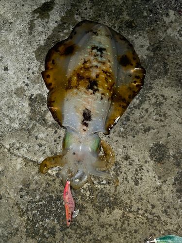 アオリイカの釣果