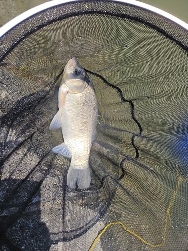 フナの釣果