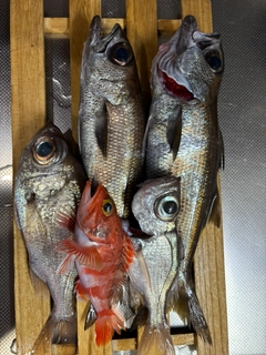 ムツの釣果