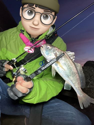 イシモチの釣果