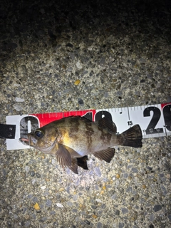 メバルの釣果