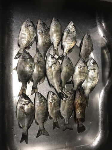 メイタの釣果