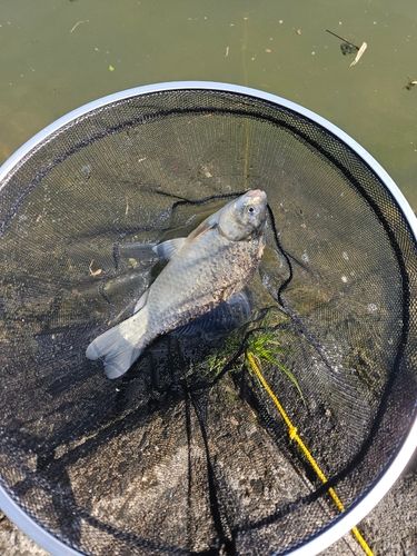 フナの釣果