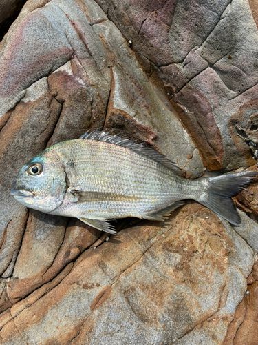 ヘダイの釣果