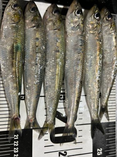イワシの釣果