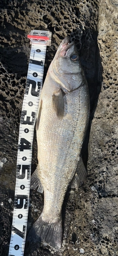 ヒラスズキの釣果