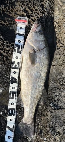 ヒラスズキの釣果