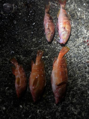 アカハタの釣果