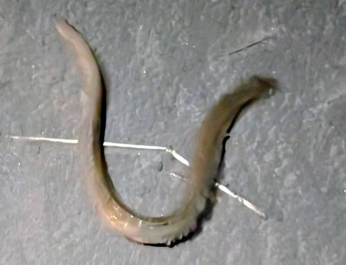 ニホンウナギの釣果