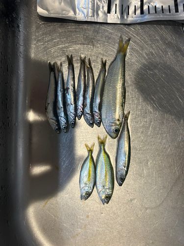 カタクチイワシの釣果
