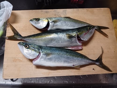 ツバイソの釣果