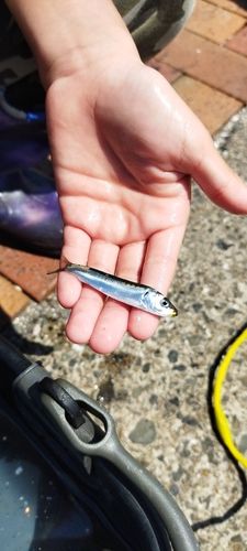 イワシの釣果