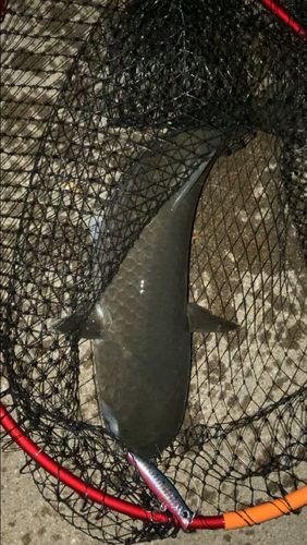 ボラの釣果