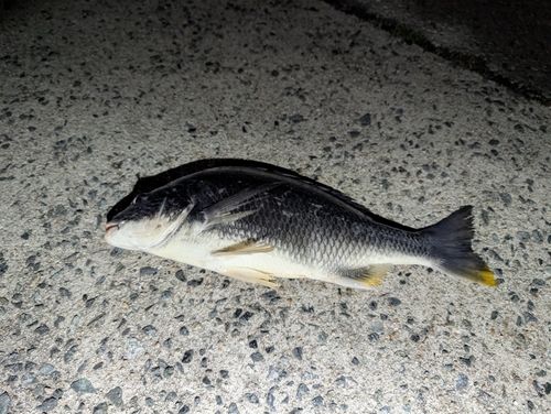 キビレの釣果