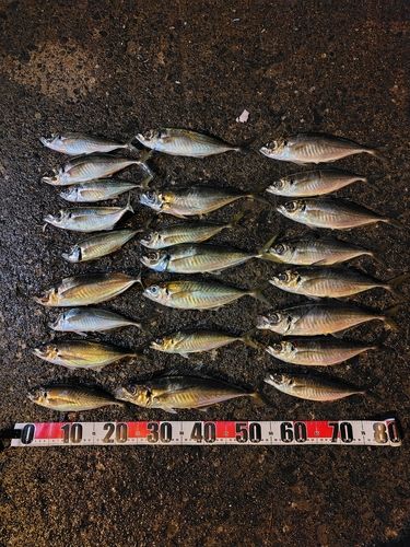 アジの釣果