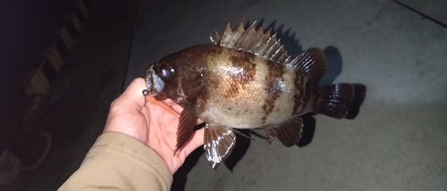 メバルの釣果