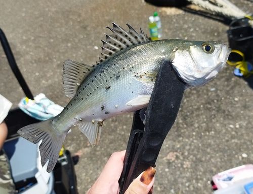 セイゴ（タイリクスズキ）の釣果