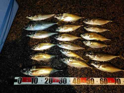 アジの釣果