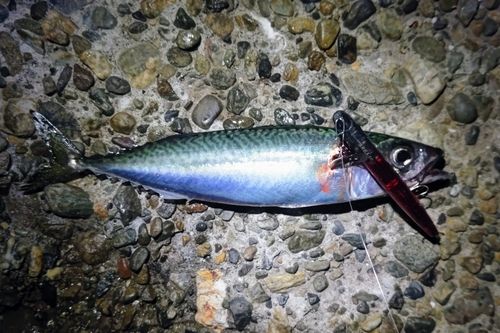 マサバの釣果
