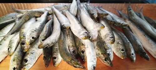 マイワシの釣果