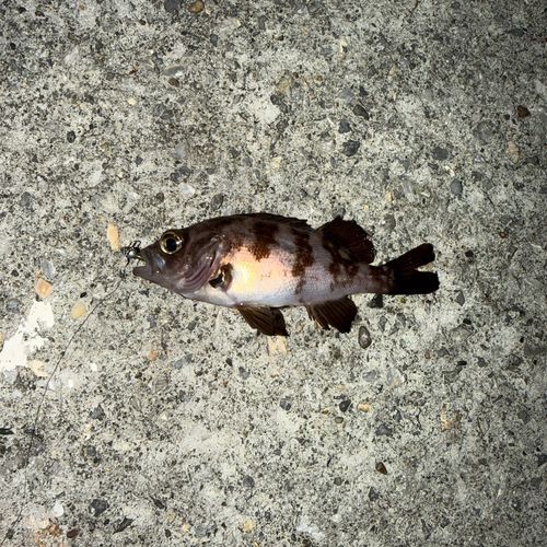 シロメバルの釣果