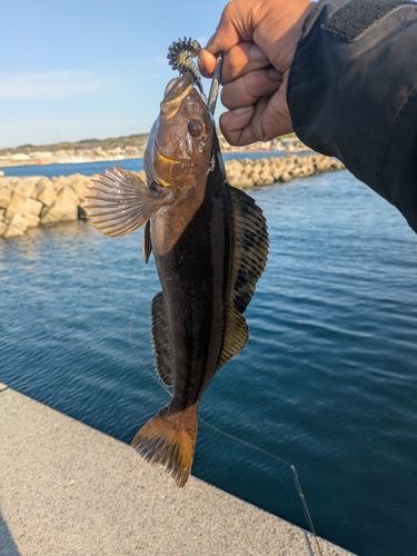 アブラコの釣果