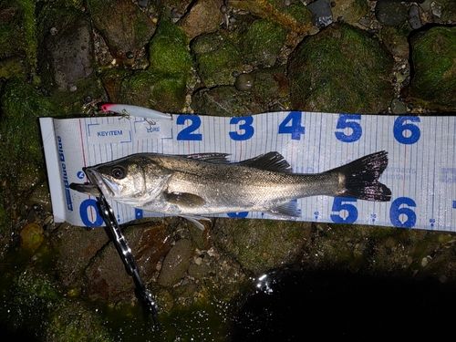 シーバスの釣果