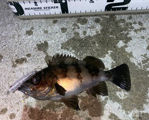 メバルの釣果