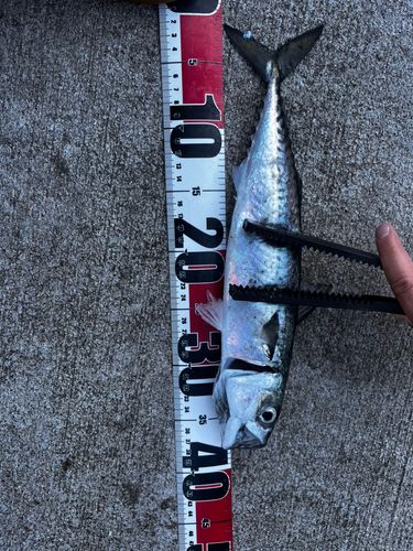 サバの釣果