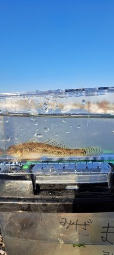 マハゼの釣果