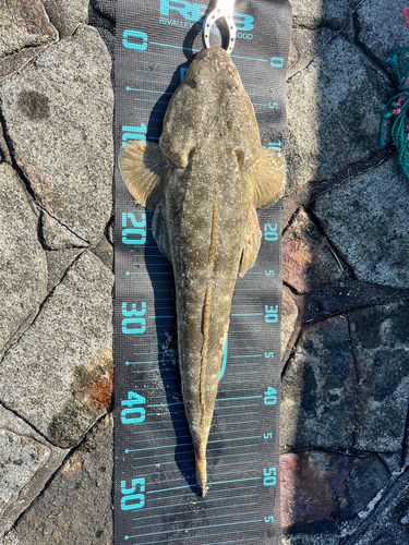 マゴチの釣果