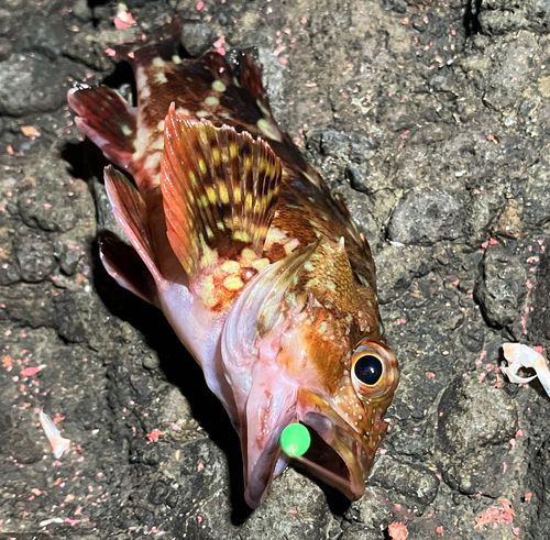 カサゴの釣果