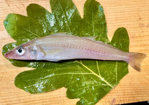 キスの釣果