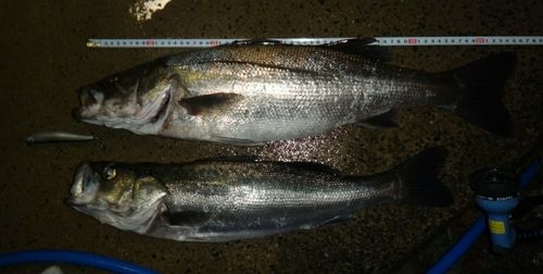 スズキの釣果