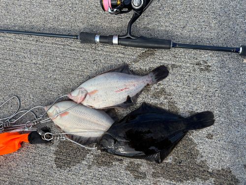 クロガシラガレイの釣果