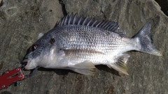 キビレの釣果