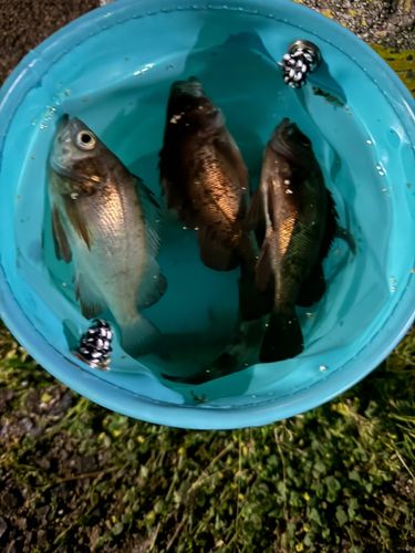 アカメバルの釣果