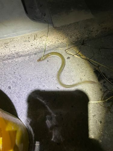 ウナギの釣果
