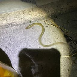ウナギの釣果写真