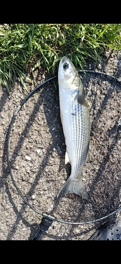 ボラの釣果