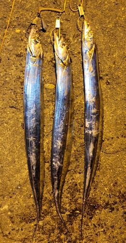 タチウオの釣果