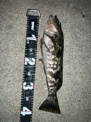 アイナメの釣果