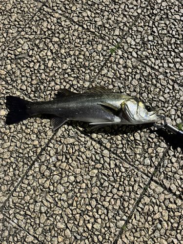 フッコ（マルスズキ）の釣果