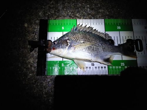 キビレの釣果