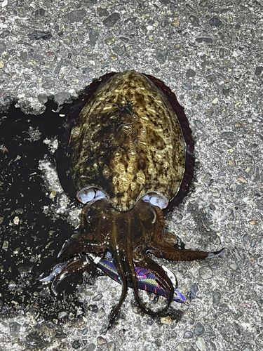 カミナリイカの釣果