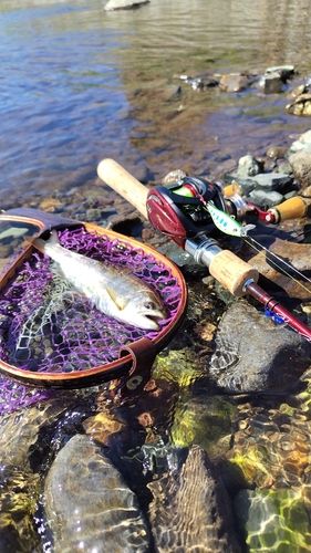 アマゴの釣果